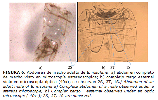 FIGURA 6. Abdomen de macho adulto de E. insularis: a) abdomen completo de macho visto en microscop&iacute;a estereosc&oacute;pica; b) complejo tergo-esternal visto en microscop&iacute;a &oacute;ptica (40x); se observan 2S, 3T, 1S./ Abdomen of an adult male of E. insularis a) Complete abdomen of a male observed under a stereos-microscope; b) Complex tergo - esternal observed under an optic microscope ( 40x ); 2S, 3T, 1S are observed.