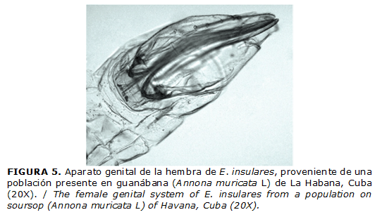 FIGURA 5. Aparato genital de la hembra de E. insulares, proveniente de una poblaci&oacute;n presente en guan&aacute;bana (Annona muricata L) de La Habana, Cuba (20X). / The female genital system of E. insulares from a population on soursop (Annona muricata L) of Havana, Cuba (20X).
