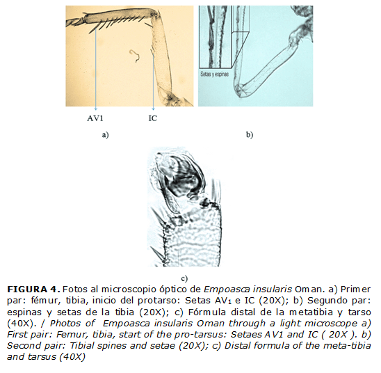 FIGURA 4. Fotos al microscopio &oacute;ptico de Empoasca insularis Oman. a) Primer par: f&eacute;mur, tibia, inicio del protarso: Setas AV1 e IC (20X); b) Segundo par: espinas y setas de la tibia (20X); c) F&oacute;rmula distal de la metatibia y tarso (40X). / Photos of Empoasca insularis Oman through a light microscope a) First pair: Femur, tibia, start of the pro-tarsus: Setaes AV1 and IC ( 20X ). b) Second pair: Tibial spines and setae (20X); c) Distal formula of the meta-tibia and tarsus (40X)