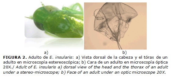 FIGURA 2. Adulto de E. insularis: a) Vista dorsal de la cabeza y el t&oacute;rax de un adulto en microscop&iacute;a estereosc&oacute;pica; b) Cara de un adulto en microscop&iacute;a &oacute;ptica 20X./ Adult of E. insularis a) dorsal view of the head and the thorax of an adult under a stereo-microscope; b) Face of an adult under an optic microscope 20X.