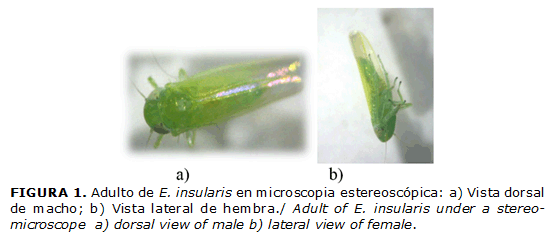 FIGURA 1. Adulto de E. insularis en microscopia estereosc&oacute;pica: a) Vista dorsal de macho; b) Vista lateral de hembra./ Adult of E. insularis under a stereo-microscope a) dorsal view of male b) lateral view of female.