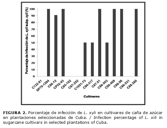 FIGURA 2. Porcentaje de infecci&oacute;n de L. xyli en cultivares de ca&ntilde;a de az&uacute;car en plantaciones seleccionadas de Cuba. / Infection percentage of L. xili in sugarcane cultivars in selected plantations of Cuba.