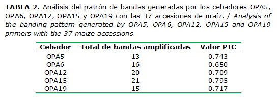 TABLA 2. An&aacute;lisis del patr&oacute;n de bandas generadas por los cebadores OPA5, OPA6, OPA12, OPA15 y OPA19 con las 37 accesiones de ma&iacute;z. / Analysis of the banding pattern generated by OPA5, OPA6, OPA12, OPA15 and OPA19 primers with the 37 maize accessions