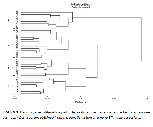 FIGURA 3. Dendrograma obtenido a partir de las distancias gen&eacute;ticas entre las 37 accesiones de ma&iacute;z. / Dendrogram obtained from the genetic distances among 37 maize accessions.