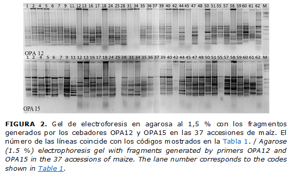 FIGURA 2. Gel de electroforesis en agarosa al 1,5 % con los fragmentos generados por los cebadores OPA12 y OPA15 en las 37 accesiones de ma&iacute;z. El n&uacute;mero de las l&iacute;neas coincide con los c&oacute;digos mostrados en la Tabla 1. / Agarose (1.5 %) electrophoresis gel with fragments generated by primers OPA12 and OPA15 in the 37 accessions of maize. The lane number corresponds to the codes shown in Table 1.