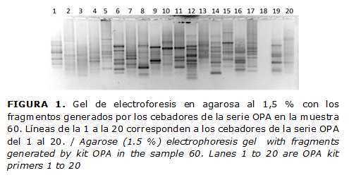 FIGURA 1. Gel de electroforesis en agarosa al 1,5 % con los fragmentos generados por los cebadores de la serie OPA en la muestra 60. L&iacute;neas de la 1 a la 20 corresponden a los cebadores de la serie OPA del 1 al 20. / Agarose (1.5 %) electrophoresis gel with fragments generated by kit OPA in the sample 60. Lanes 1 to 20 are OPA kit primers 1 to 20