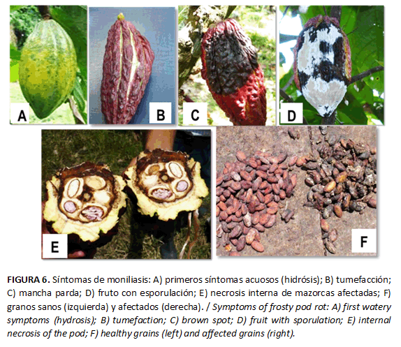 FIGURA 6. S&iacute;ntomas de moniliasis: A) primeros s&iacute;ntomas acuosos (hidr&oacute;sis); B) tumefacci&oacute;n; C) mancha parda; D) fruto con esporulaci&oacute;n; E) necrosis interna de mazorcas afectadas; F) granos sanos (izquierda) y afectados (derecha). / Symptoms of frosty pod rot: A) first watery symptoms (hydrosis); B) tumefaction; C) brown spot; D) fruit with sporulation; E) internal necrosis of the pod; F) healthy grains (left) and affected grains (right).