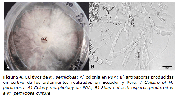 Figura 4. Cultivos de M. perniciosa: A) colonia en PDA; B) artrosporas producidas en cultivo de los aislamientos realizados en Ecuador y Per&uacute;. / Culture of M. perniciosa: A) Colony morphology on PDA; B) Shape of arthrospores produced in a M. perniciosa culture