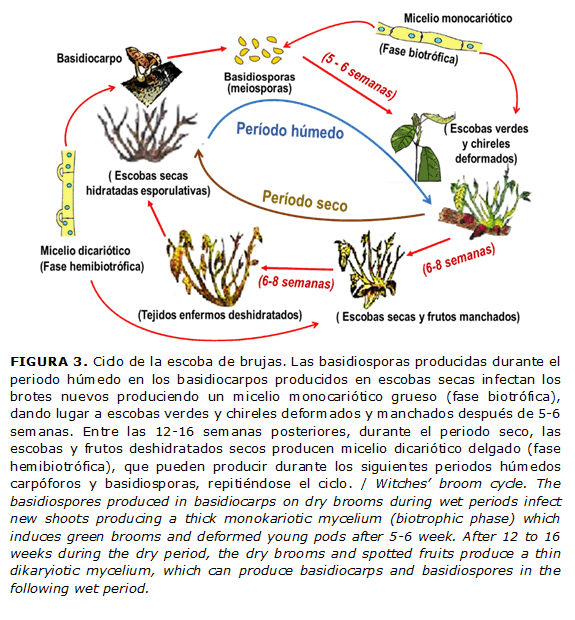 FIGURA 3. Ciclo de la escoba de brujas. Las basidiosporas producidas durante el periodo h&uacute;medo en los basidiocarpos producidos en escobas secas infectan los brotes nuevos produciendo un micelio monocari&oacute;tico grueso (fase biotr&oacute;fica), dando lugar a escobas verdes y chireles deformados y manchados despu&eacute;s de 5-6 semanas. Entre las 12-16 semanas posteriores, durante el periodo seco, las escobas y frutos deshidratados secos producen micelio dicari&oacute;tico delgado (fase hemibiotr&oacute;fica), que pueden producir durante los siguientes periodos h&uacute;medos carp&oacute;foros y basidiosporas, repiti&eacute;ndose el ciclo. / Witches&rsquo; broom cycle. The basidiospores produced in basidiocarps on dry brooms during wet periods infect new shoots producing a thick monokariotic mycelium (biotrophic phase) which induces green brooms and deformed young pods after 5-6 week. After 12 to 16 weeks during the dry period, the dry brooms and spotted fruits produce a thin dikaryiotic mycelium, which can produce basidiocarps and basidiospores in the following wet period.