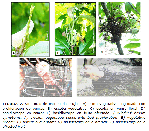 FIGURA 2. S&iacute;ntomas de escoba de brujas: A) brote vegetativo engrosado con proliferaci&oacute;n de yemas; B) escoba vegetativa; C) escoba en yema floral; D) basidiocarpo en rama; E) basidiocarpo en fruto afectado. / Witches&rsquo; broom symptoms: A) swollen vegetative shoot with bud proliferation; B) vegetative broom; C) flower bud broom; D) basidiocarp on a branch; E) basidiocarp on a affected fruit