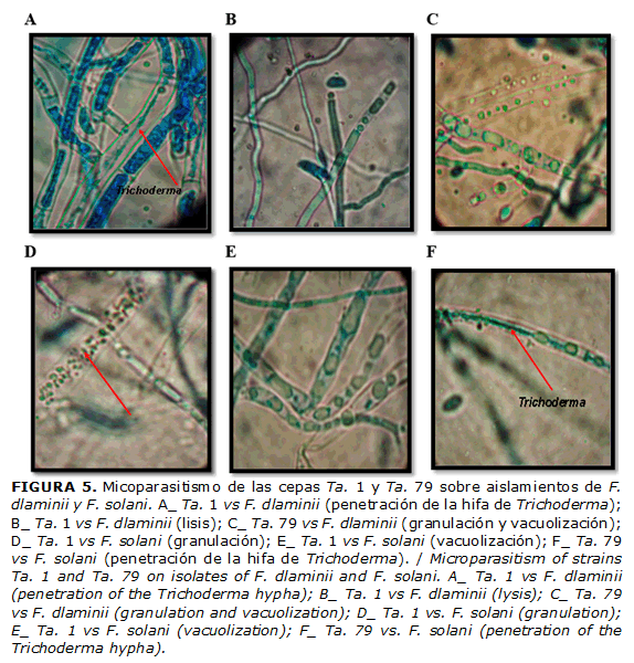 FIGURA 5. Micoparasitismo de las cepas Ta. 1 y Ta. 79 sobre aislamientos de F. dlaminii y F. solani. A_ Ta. 1 vs F. dlaminii (penetraci&oacute;n de la hifa de Trichoderma); B_ Ta. 1 vs F. dlaminii (lisis); C_ Ta. 79 vs F. dlaminii (granulaci&oacute;n y vacuolizaci&oacute;n); D_ Ta. 1 vs F. solani (granulaci&oacute;n); E_ Ta. 1 vs F. solani (vacuolizaci&oacute;n); F_ Ta. 79 vs F. solani (penetraci&oacute;n de la hifa de Trichoderma). / Microparasitism of strains Ta. 1 and Ta. 79 on isolates of F. dlaminii and F. solani. A_ Ta. 1 vs F. dlaminii (penetration of the Trichoderma hypha); B_ Ta. 1 vs F. dlaminii (lysis); C_ Ta. 79 vs F. dlaminii (granulation and vacuolization); D_ Ta. 1 vs. F. solani (granulation); E_ Ta. 1 vs F. solani (vacuolization); F_ Ta. 79 vs. F. solani (penetration of the Trichoderma hypha).