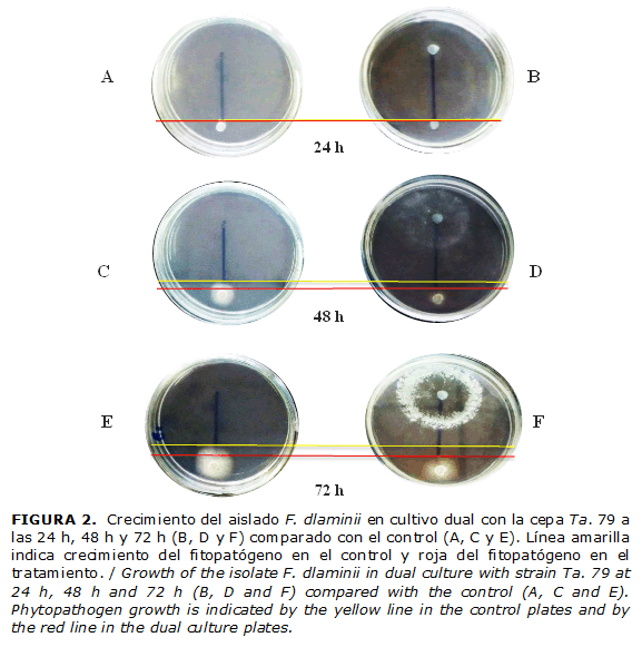 FIGURA 2. Crecimiento del aislado F. dlaminii en cultivo dual con la cepa Ta. 79 a las 24 h, 48 h y 72 h (B, D y F) comparado con el control (A, C y E). L&iacute;nea amarilla indica crecimiento del fitopat&oacute;geno en el control y roja del fitopat&oacute;geno en el tratamiento. / Growth of the isolate F. dlaminii in dual culture with strain Ta. 79 at 24 h, 48 h and 72 h (B, D and F) compared with the control (A, C and E). Phytopathogen growth is indicated by the yellow line in the control plates and by the red line in the dual culture plates.