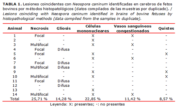TABLA 1. Lesiones coincidentes con Neospora caninum identificadas en cerebros de fetos bovinos por m&eacute;todos histopatol&oacute;gicos (datos compilados de las muestras por duplicado). / Lesions coinciding with Neospora caninum identified in brains of bovine fetuses by histopathological methods (data compiled from the samples in duplicate).