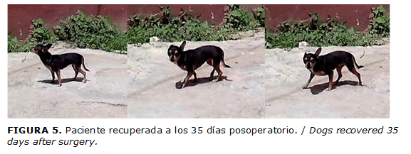 FIGURA 5. Paciente recuperada a los 35 d&iacute;as posoperatorio. / Dogs recovered 35 days after surgery.