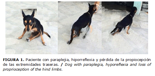 FIGURA 1. Paciente con paraplejia, hiporreflexia y p&eacute;rdida de la propiocepci&oacute;n de las extremidades traseras. / Dog with paraplegia, hyporeflexia and loss of proprioception of the hind limbs.