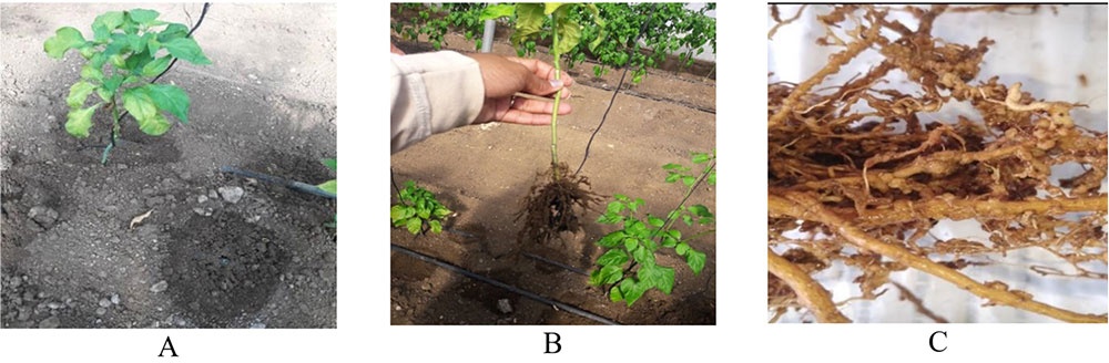 Sintomas de presencia de nematodos agalleros en chile habanero (C. chinense) que crecia en casa de cultivo de Cienfuegos, Cuba. a) plantas con síntomas de clorosis y achaparramiento. b y c) raíces con agallas redondeadas / Symptoms of the presence of root-knot nematodes in habanero chili (C. chinense) growing in protected vegetable production in Cienfuegos, Cuba. a) plants with symptoms of chlorosis and stunting. b and c) roots with rounded galls