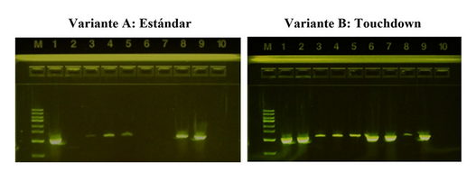 Electroforesis en gel de agarosa de los productos de PCR amplificados con cebadores universales para la región COI. M: Marcador de 100 pb, Líneas 1: 2.3b Pata y Tórax; 2: 3.3a Pata y Tórax; 3: 2.1b Pata; 4: 2.1a Pata; 5: 2.2c Pata; 6: 2.2b Pata; 7: 2.2a Pata; 8: 3.3b Pata y Tórax; 9: Control Positivo (17 E002); 10: Control Negativo (agua libre de nucleasas)